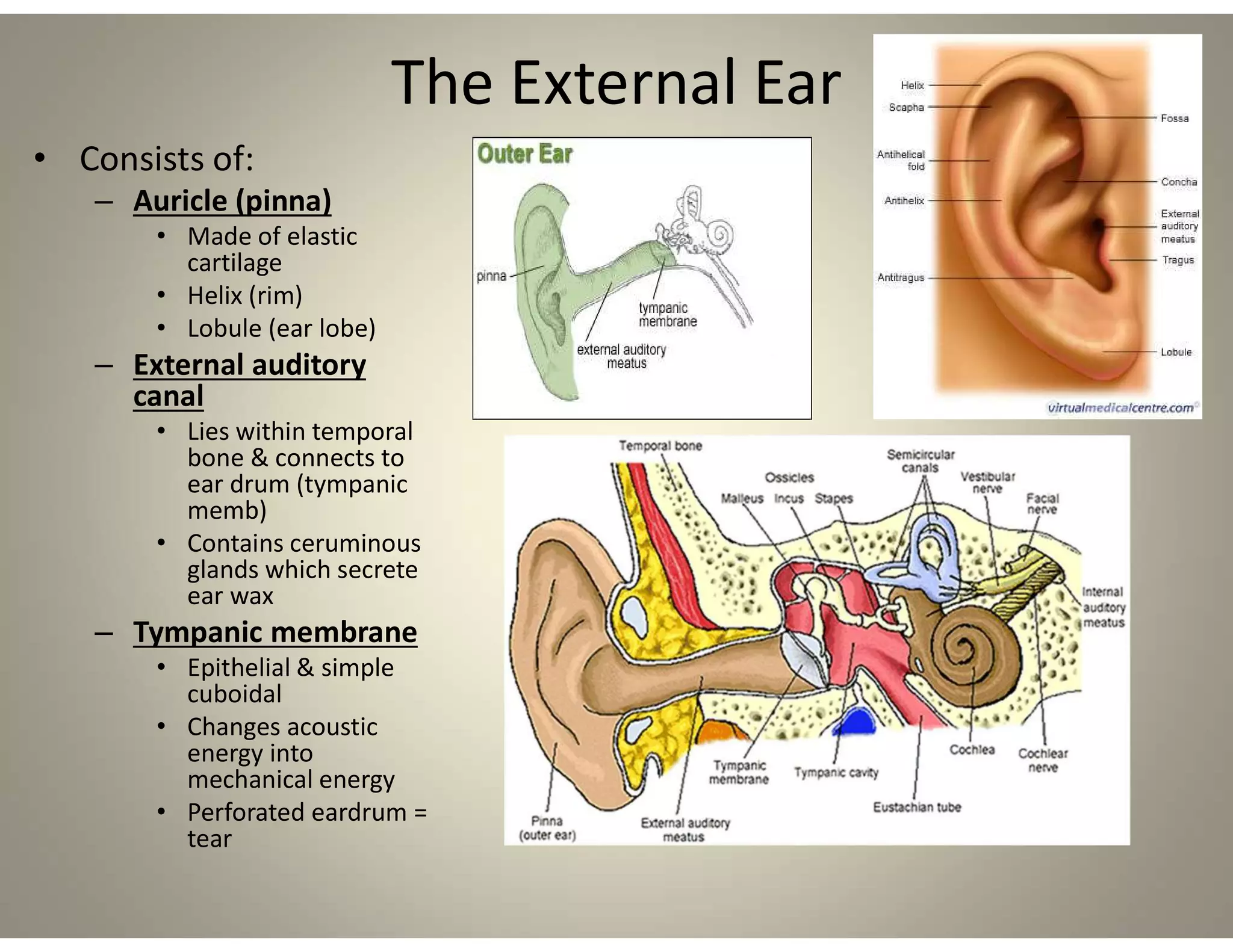 The External Ear
• Consists of:
– Auricle (pinna)
• Made of elastic
cartilage
• Helix (rim)
• Lobule (ear lobe)
– External auditory
canal
• Lies within temporal
bone & connects to
ear drum (tympanic
memb)
• Contains ceruminous
glands which secrete
ear wax
– Tympanic membrane
• Epithelial & simple
cuboidal
• Changes acoustic
energy into
mechanical energy
• Perforated eardrum =
tear
 