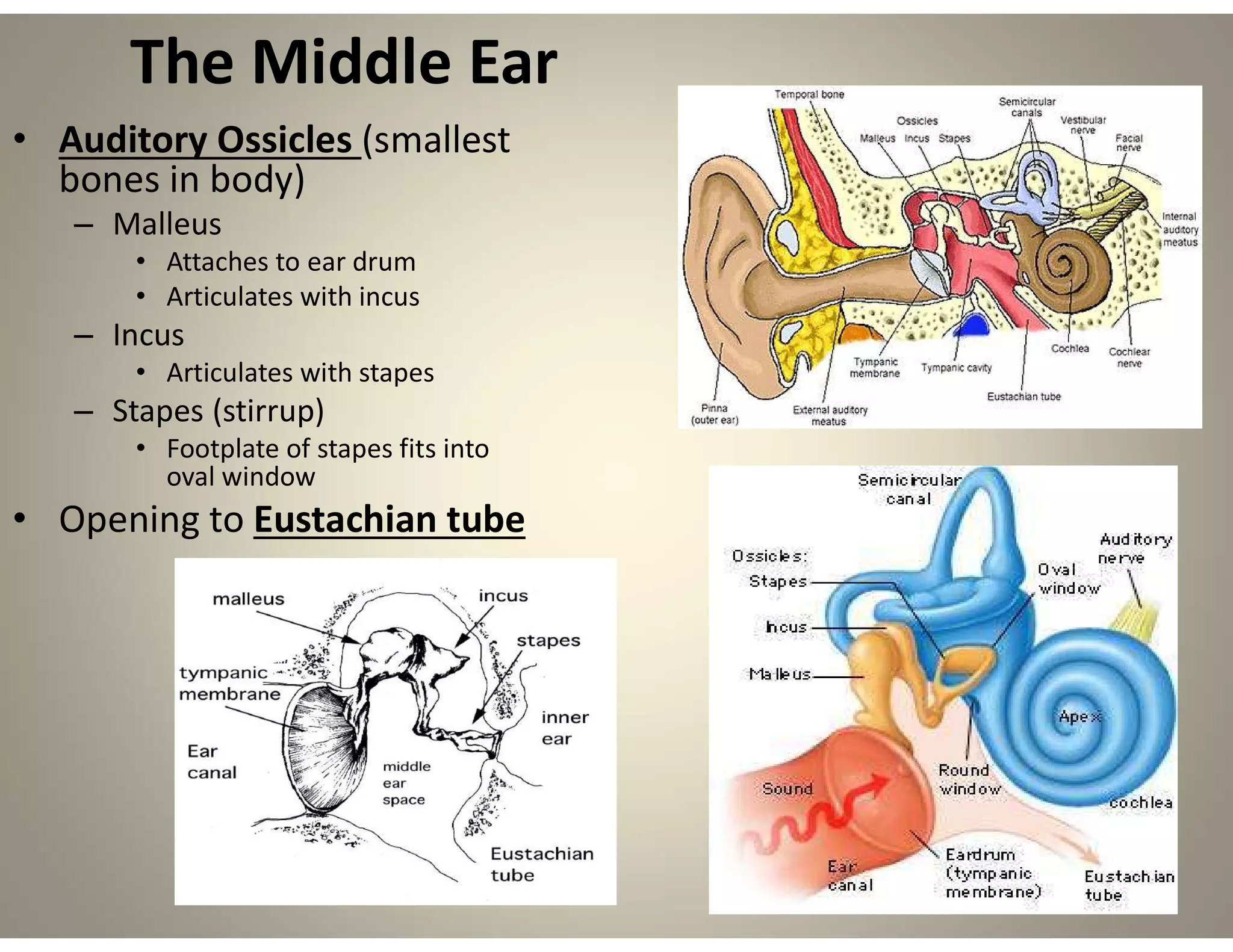 The Middle Ear
• Auditory Ossicles (smallest
bones in body)
– Malleus
• Attaches to ear drum
• Articulates with incus
– Incus
• Articulates with stapes
– Stapes (stirrup)
• Footplate of stapes fits into
oval window
• Opening to Eustachian tube
 