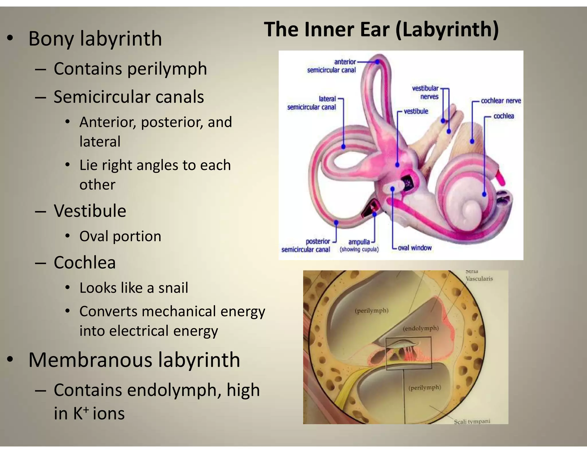 The Inner Ear (Labyrinth)
• Bony labyrinth
– Contains perilymph
– Semicircular canals
• Anterior, posterior, and
lateral
• Lie right angles to each
other
– Vestibule
• Oval portion
– Cochlea
• Looks like a snail
• Converts mechanical energy
into electrical energy
• Membranous labyrinth
– Contains endolymph, high
in K+ ions
 