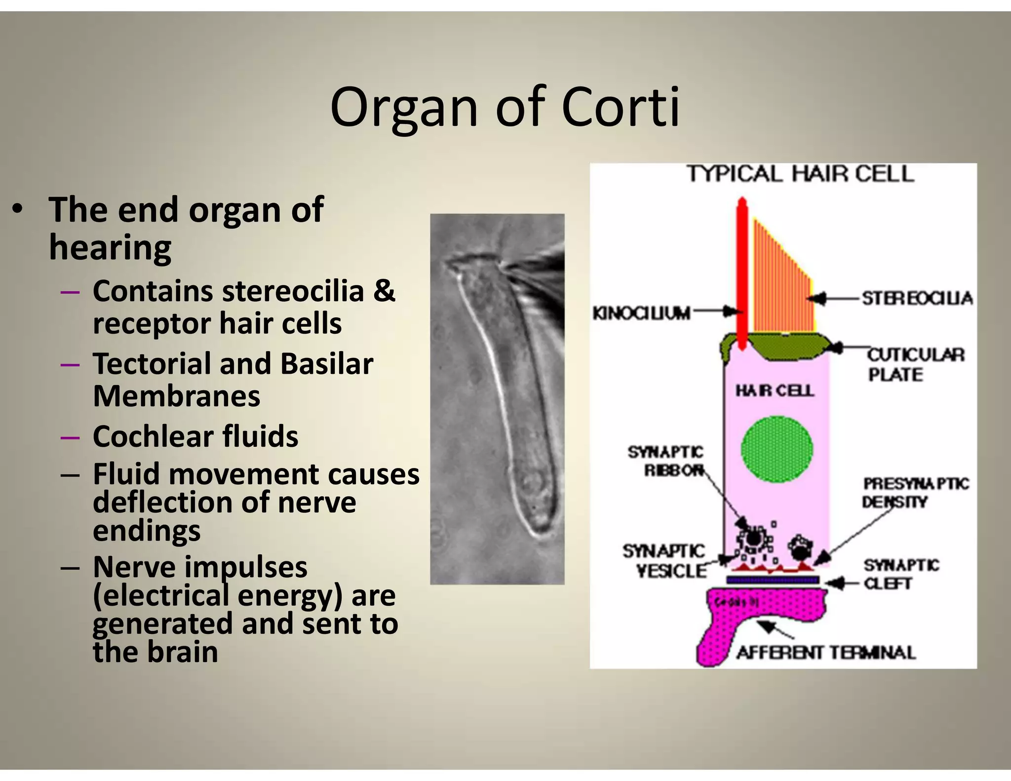 Organ of Corti
• The end organ of
hearing
– Contains stereocilia &
receptor hair cells
– Tectorial and Basilar
Membranes
– Cochlear fluids
– Fluid movement causes
deflection of nerve
endings
– Nerve impulses
(electrical energy) are
generated and sent to
the brain
 