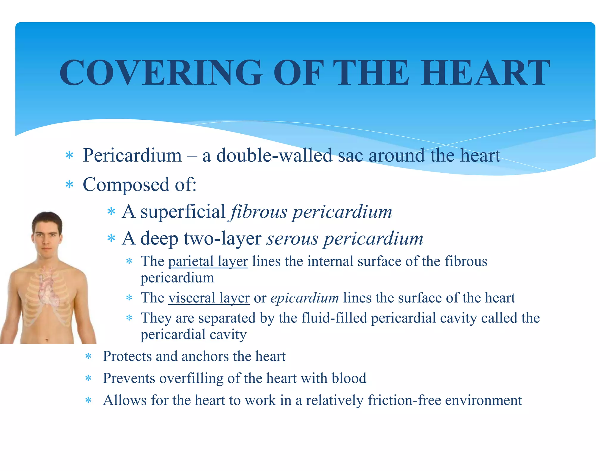  Pericardium – a double-walled sac around the heart
 Composed of:
 A superficial fibrous pericardium
 A deep two-layer serous pericardium
 The parietal layer lines the internal surface of the fibrous
pericardium
 The visceral layer or epicardium lines the surface of the heart
 They are separated by the fluid-filled pericardial cavity called the
pericardial cavity
 Protects and anchors the heart
 Prevents overfilling of the heart with blood
 Allows for the heart to work in a relatively friction-free environment
COVERING OF THE HEART
 