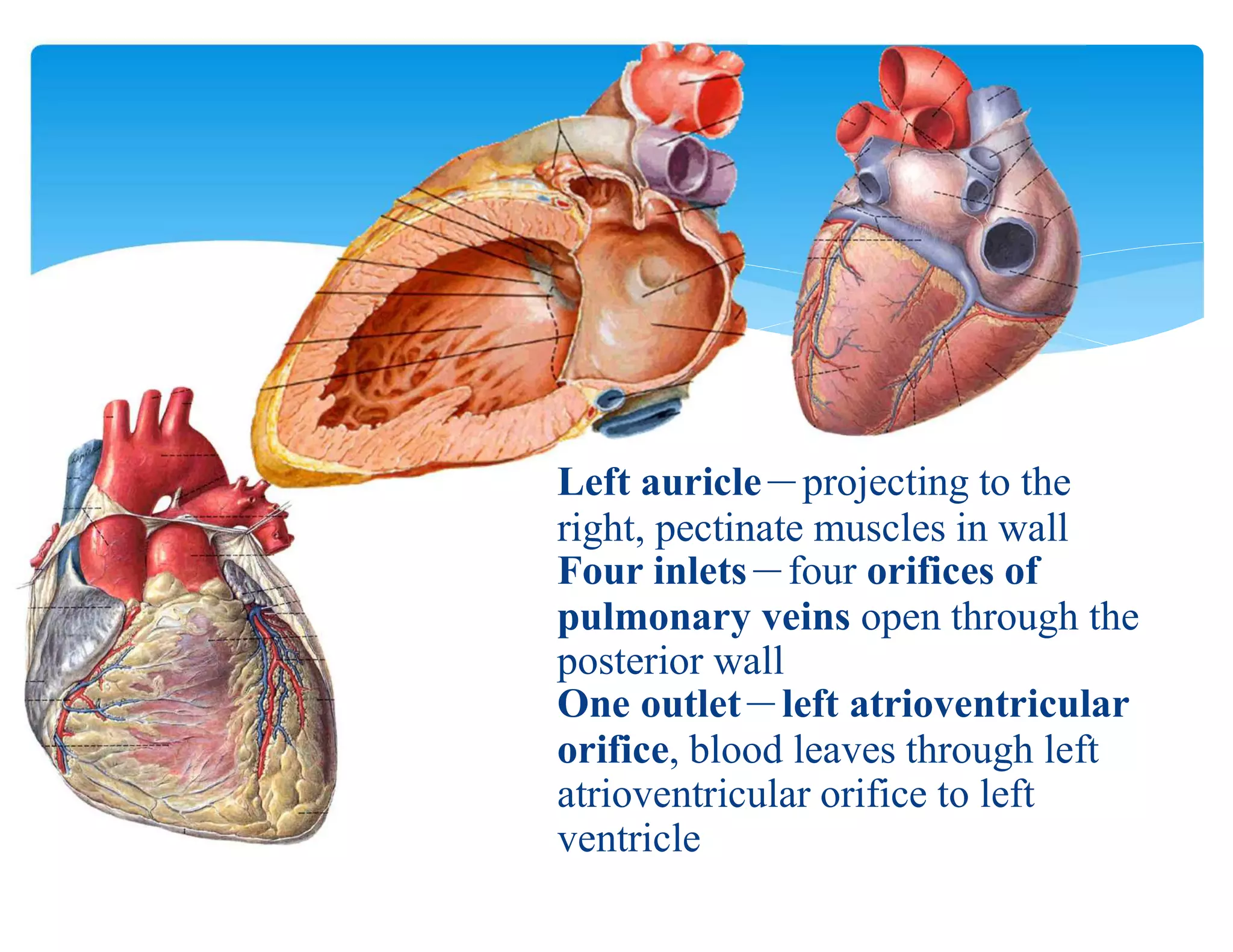 Left auricle－projecting to the
right, pectinate muscles in wall
Four inlets－four orifices of
pulmonary veins open through the
posterior wall
One outlet－left atrioventricular
orifice, blood leaves through left
atrioventricular orifice to left
ventricle
 