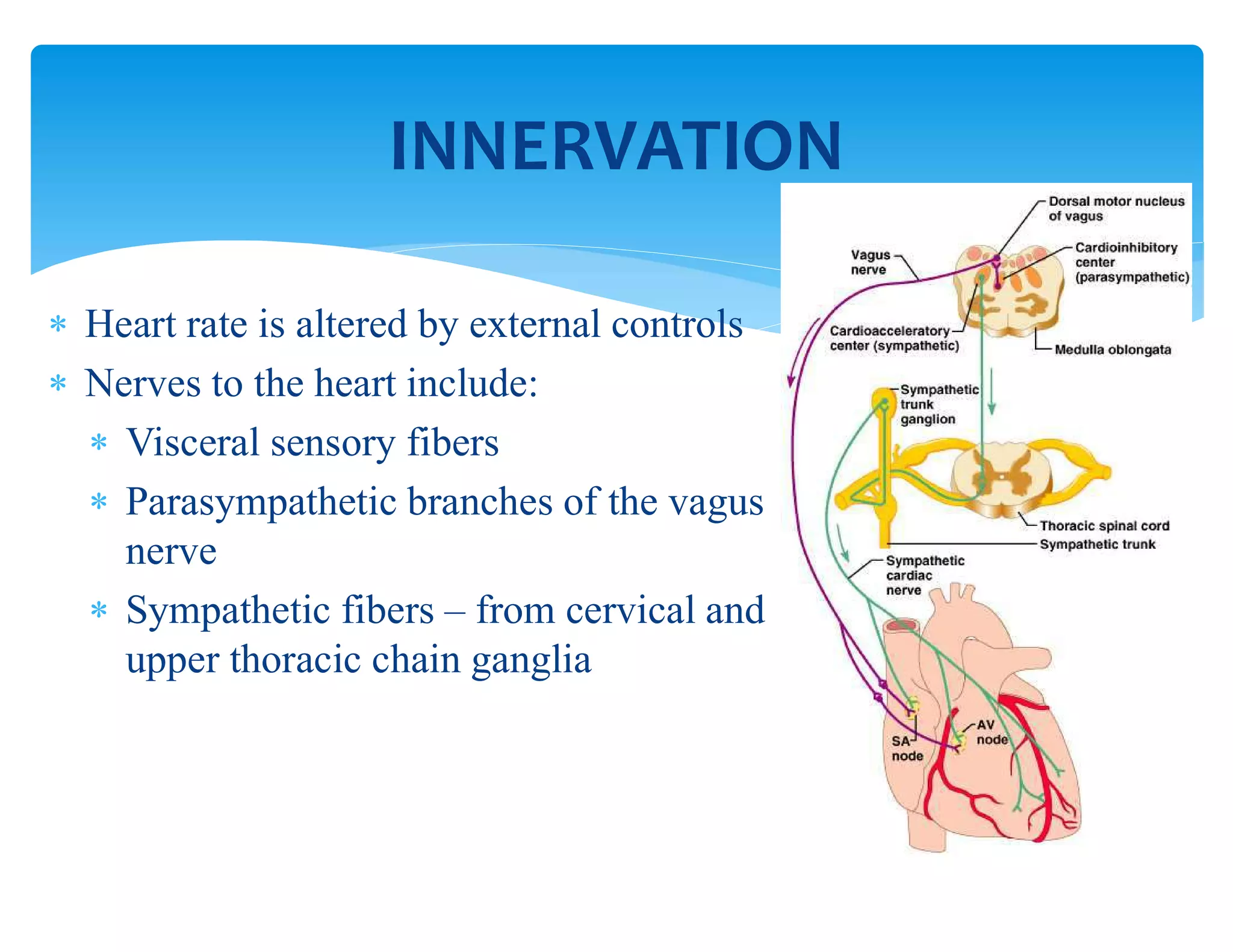  Heart rate is altered by external controls
 Nerves to the heart include:
 Visceral sensory fibers
 Parasympathetic branches of the vagus
nerve
 Sympathetic fibers – from cervical and
upper thoracic chain ganglia
INNERVATION
 