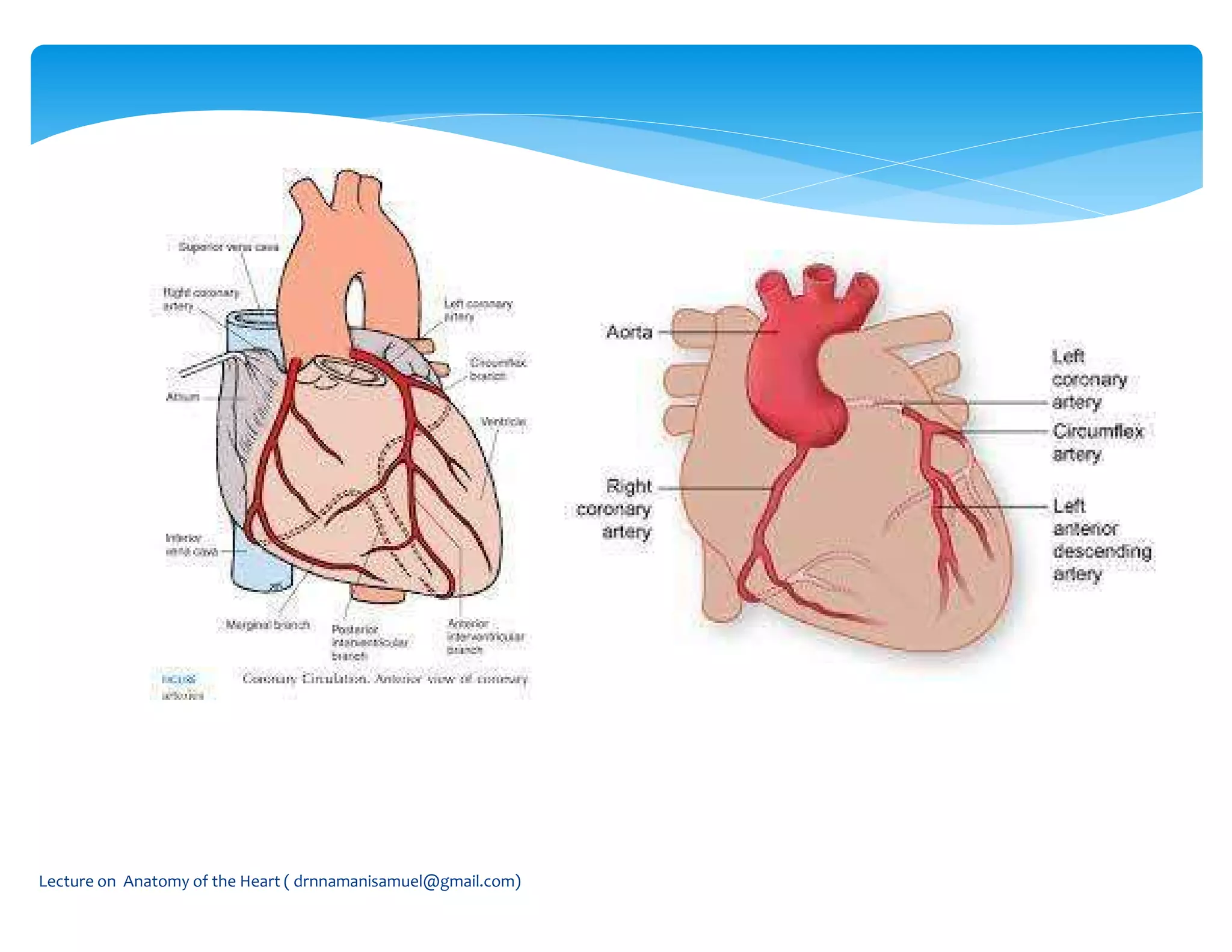 Lecture on Anatomy of the Heart ( drnnamanisamuel@gmail.com)
 