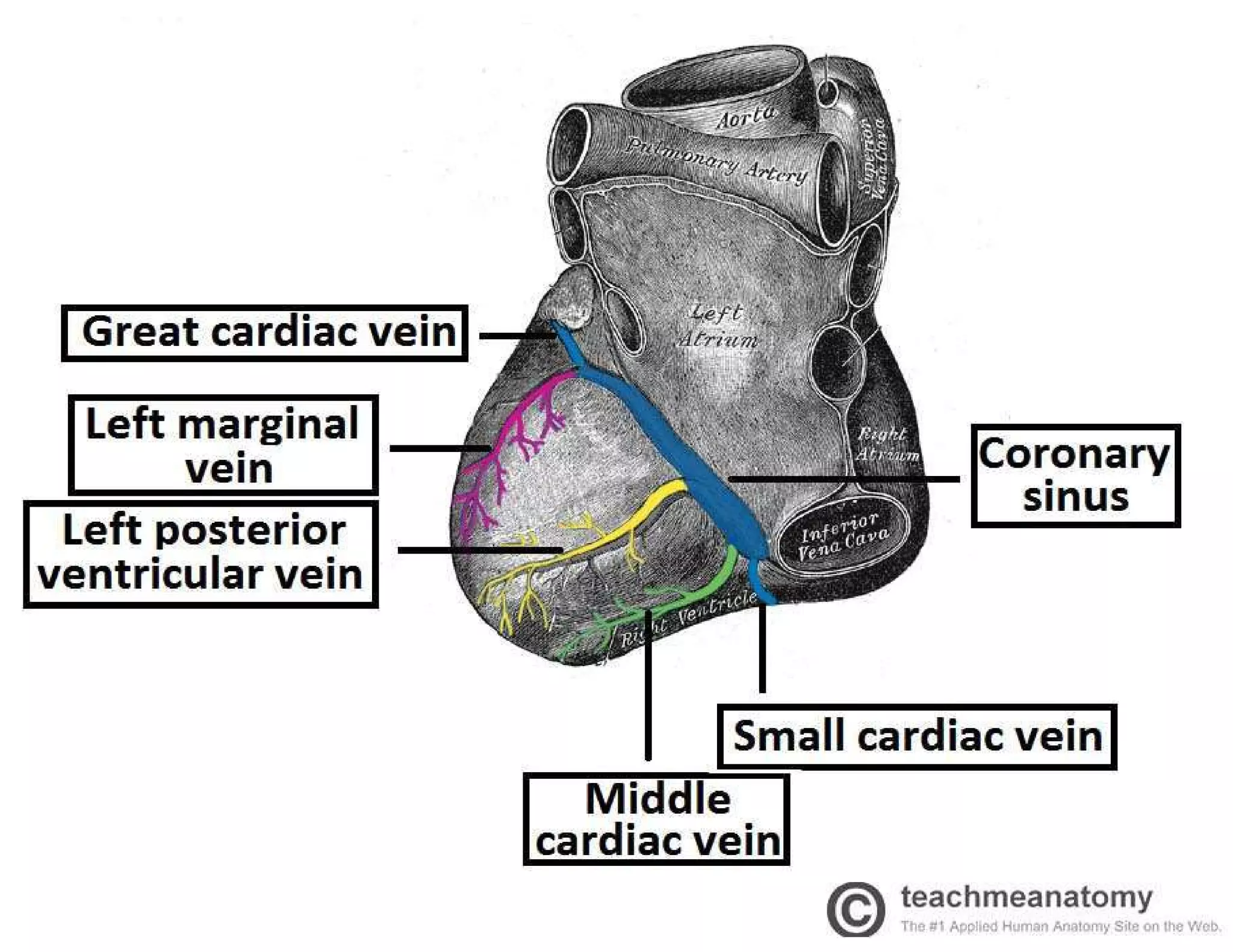 Lecture on Anatomy of the Heart ( drnnamanisamuel@gmail.com)
 