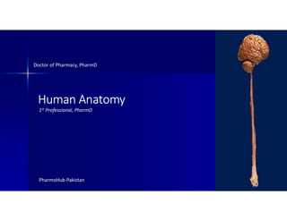 Human Anatomy
Doctor of Pharmacy, PharmD
PharmoHub Pakistan
1st Professional, PharmD
 