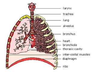 Human anatomy & physiology | PPT