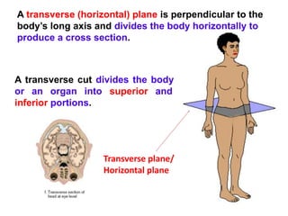 Human Anatomy_SSQ... Human body part and components | PDF