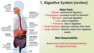 Major Parts:
• Mouth- mechanical digestion.
• Esophagus- connects mouth to stomach.
• Stomach- chemical digestion.
• Liver- aids in digestion.
• Pancreas- aids in digestion.
• Small Intestine- absorbs nutrients from food.
• Large Intestine- absorbs water from digestive
waste.
Main Responsibility:
Break down food and spread nutrients
throughout the body.
1. Digestive System (review)
 