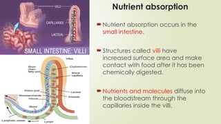 Nutrient absorption
Nutrient absorption occurs in the
small intestine.
Structures called villi have
increased surface area and make
contact with food after it has been
chemically digested.
Nutrients and molecules diffuse into
the bloodstream through the
capillaries inside the villi.
 