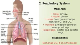 Major Parts
• Nose- airway.
• Mouth- airway.
• Lungs- hosts gas exchange
between O2 and CO2.
• Trachea- (windpipe)connects
airways to lungs.
• Diaphragm- inflates and deflates
lungs.
Responsibilities
Exchange CO2 & O2 in the blood.
2. Respiratory System
 