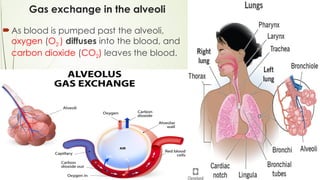 Gas exchange in the alveoli
As blood is pumped past the alveoli,
oxygen (O2 ) diffuses into the blood, and
carbon dioxide (CO2) leaves the blood.
 