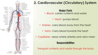 Major Parts
• Blood- carries nutrients and waste
• Heart- pumps blood
• Arteries- carry blood away from the heart
• Veins- Carry blood towards the heart
• Capillaries- areas where arteries and veins meet.
Responsibilities
Transport nutrients and waste through the body
3. Cardiovascular (Circulatory) System
 