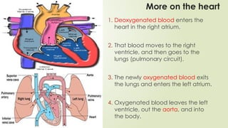 More on the heart
1. Deoxygenated blood enters the
heart in the right atrium.
2. That blood moves to the right
ventricle, and then goes to the
lungs (pulmonary circuit).
3. The newly oxygenated blood exits
the lungs and enters the left atrium.
4. Oxygenated blood leaves the left
ventricle, out the aorta, and into
the body.
 