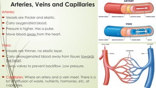 Arteries, Veins and Capillaries
Arteries:
 Vessels are thicker and elastic.
 Carry oxygenated blood.
 Pressure is higher. Has a pulse.
 Move blood away from the heart.
Veins:
 Vessels are thinner, no elastic layer.
 Carry deoxygenated blood away from tissues towards
the heart.
 1-way valves to prevent backflow. Low pressure.
 Capillaries: Where an artery and a vein meet. There is a
lot of diffusion of waste, nutrients, hormones, etc. at
capillaries.
 