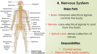 Major Parts
• Brain- interprets electrical signals,
controls the body.
• Nerves- carry electrical signals to and
from the brain.
• Spinal cord- dense collection of
nerves.
Responsibilities
• Control senses.
• Directs other body systems.
4. Nervous System
 