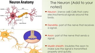 The Neuron (Add to your
notes!)
 Neuron- (nerve cell) Cells that carry
electrochemical signals around the
body.
 Dendrite- part of the nerve that receives
a signal.
 Axon- part of the nerve that sends a
signal.
 Myelin sheath- insulates the axon to
make sure the signal is transmitted
properly and quickly.
 