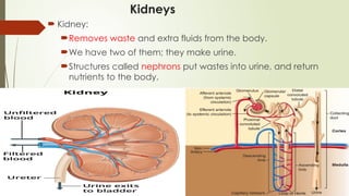 Kidneys
 Kidney:
Removes waste and extra fluids from the body.
We have two of them; they make urine.
Structures called nephrons put wastes into urine, and return
nutrients to the body.
 