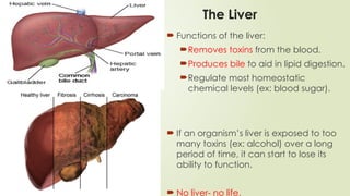 The Liver
 Functions of the liver:
Removes toxins from the blood.
Produces bile to aid in lipid digestion.
Regulate most homeostatic
chemical levels (ex: blood sugar).
 If an organism’s liver is exposed to too
many toxins (ex: alcohol) over a long
period of time, it can start to lose its
ability to function.
 No liver- no life.
 