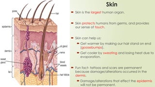 Skin
 Skin is the largest human organ.
 Skin protects humans from germs, and provides
our sense of touch.
 Skin can help us:
 Get warmer by making our hair stand on end
(goosebumps).
 Get cooler by sweating and losing heat due to
evaporation.
 Fun fact- tattoos and scars are permanent
because damage/alterations occurred in the
dermis.
 Damage/alterations that effect the epidermis
will not be permanent.
 