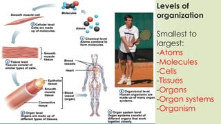 Levels of
organization
Smallest to
largest:
-Atoms
-Molecules
-Cells
-Tissues
-Organs
-Organ systems
-Organism
 