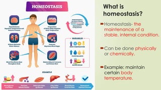 What is
homeostasis?
Homeostasis- the
maintenance of a
stable, internal condition.
Can be done physically
or chemically.
Example: maintain
certain body
temperature.
 