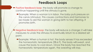 Feedback Loops
 Positive feedback loop: the body will promote a change to
continue happening until the stimulus is gone.
Example: When a woman is in labor, the baby puts pressure on
the cervix (stimulus). This causes contractions and hormones to
be made to aid the woman in giving birth to her offspring. It
promotes birth.
 Negative feedback loop: the body will reduce a change; it will take
measures to undo the stimulus to eventually return to a desired set
point.
Example: When a human is hot, the body senses it has exceeded
the homeostatic temperature (98.6 F). The body will sweat, and
cause the body to cool down. Once the body has reached the
homeostatic temperature again, the sweating will stop.
 
