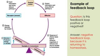 Example of
feedback loop
Question: Is this
feedback loop
positive or
negative?
Answer: negative
feedback loop,
because it is
returning to
homeostasis.
 
