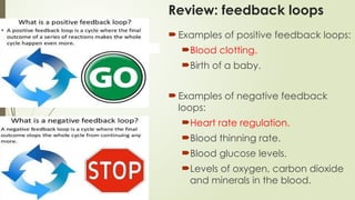Review: feedback loops
Examples of positive feedback loops:
Blood clotting.
Birth of a baby.
Examples of negative feedback
loops:
Heart rate regulation.
Blood thinning rate.
Blood glucose levels.
Levels of oxygen, carbon dioxide
and minerals in the blood.
 