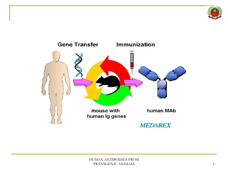 Human antibodies from transgenic animals