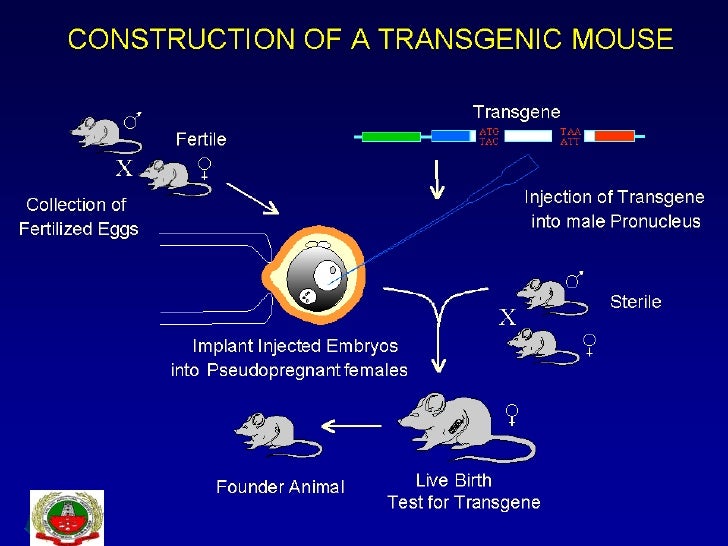 Human antibodies from transgenic animals