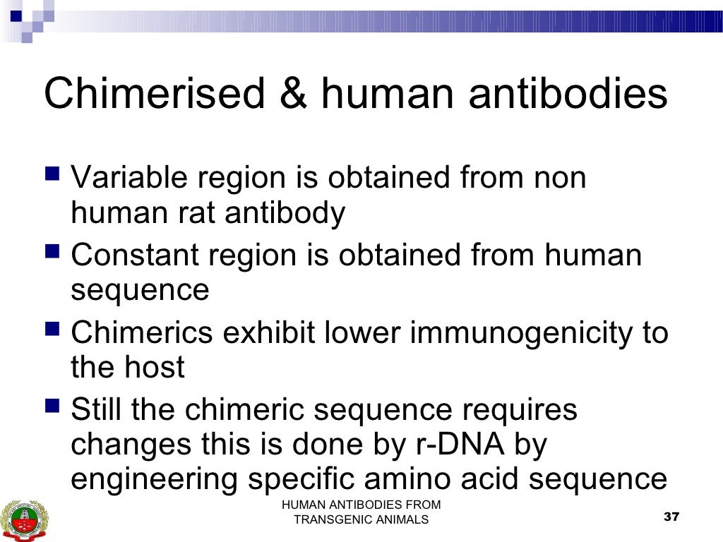 Human antibodies from transgenic animals