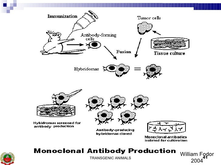 Human antibodies from transgenic animals