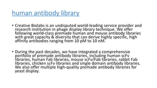 human antibody library
• Creative Biolabs is an undisputed world-leading service provider and
research institution in phage display library technique. We offer
following world-class premade human and mouse antibody libraries
with great capacity & diversity that can derive highly specific, high
affinity antibodies ranging from 10 pM to 10 nM.
• During the past decades, we have integrated a comprehensive
portfolio of premade antibody libraries, including human scFv
libraries, human Fab libraries, mouse scFv/Fab libraries, rabbit Fab
libraries, chicken scFv libraries and single domain antibody libraries.
We also offer multiple high-quality premade antibody libraries for
yeast display.
 