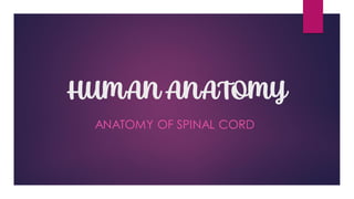 HUMAN ANATOMY
ANATOMY OF SPINAL CORD
 