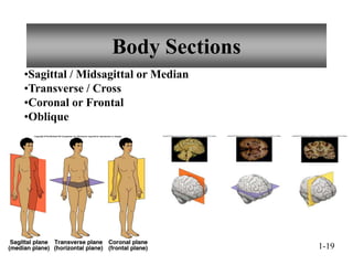 Hole's Human A & P Chapter 1 Power Points.ppt
