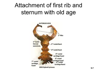 Human Arthrology874389835RUHDD7544F7.ppt