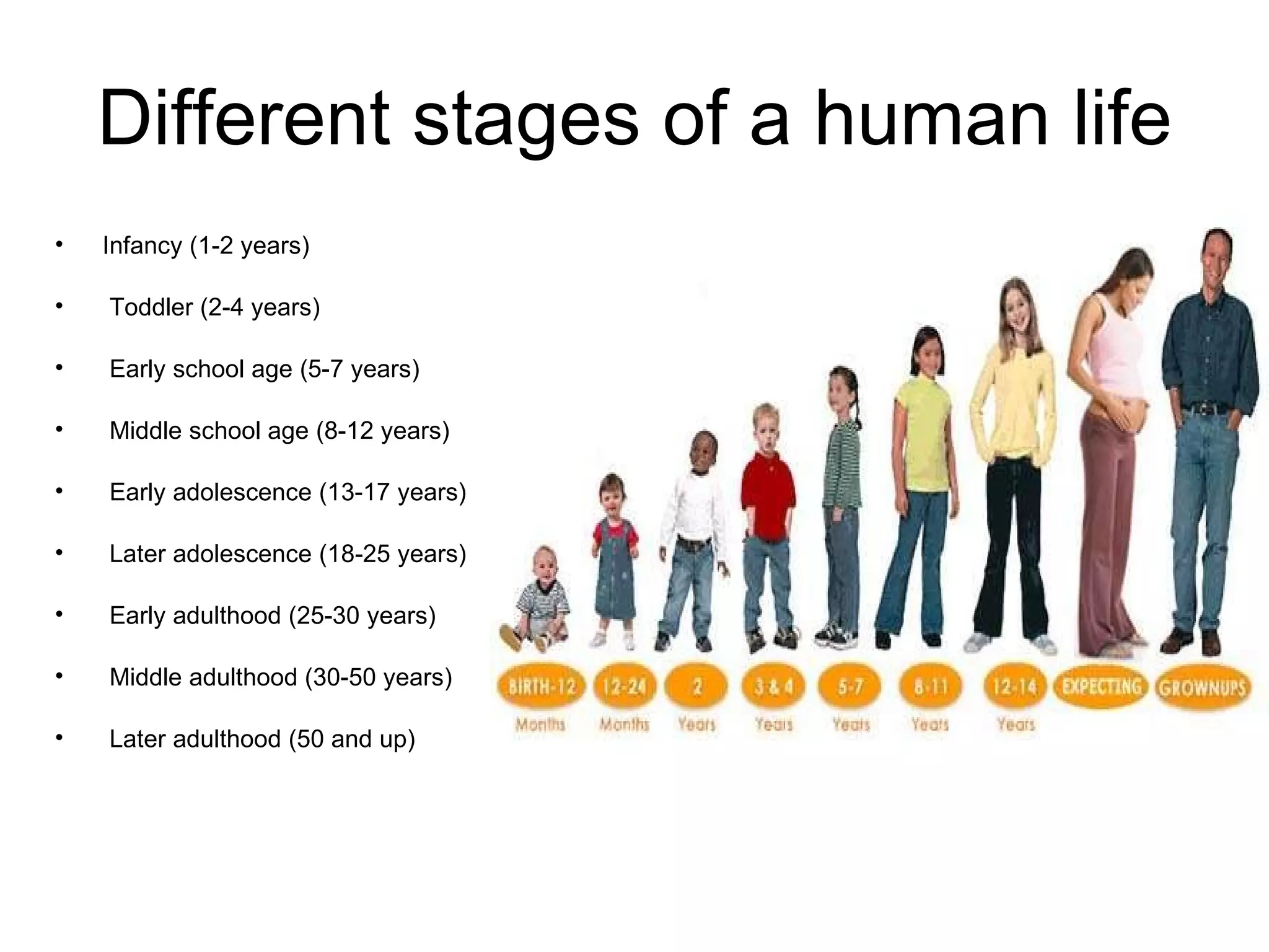 Different stages of a human life Infancy (1-2 years) Toddler (2-4 years) Early school age (5-7 years) Middle school age (8-12 years) Early adolescence (13-17 years) Later adolescence (18-25 years) Early adulthood (25-30 years) Middle adulthood (30-50 years) Later adulthood (50 and up) 