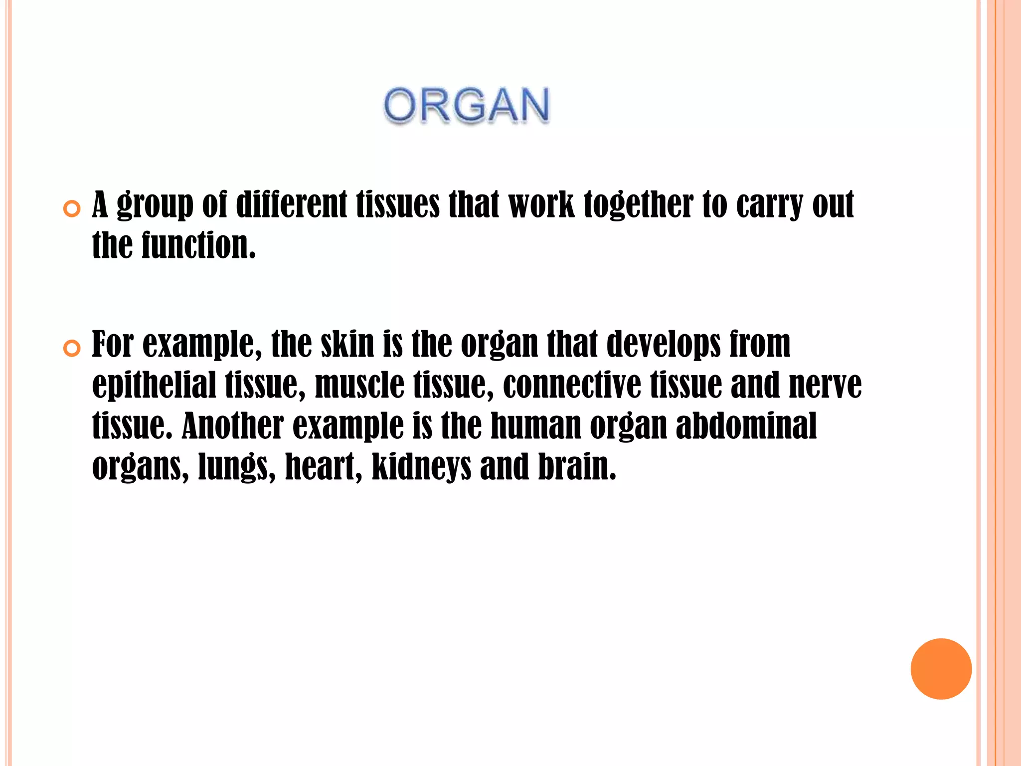  A group of different tissues that work together to carry out
the function.
 For example, the skin is the organ that develops from
epithelial tissue, muscle tissue, connective tissue and nerve
tissue. Another example is the human organ abdominal
organs, lungs, heart, kidneys and brain.
 