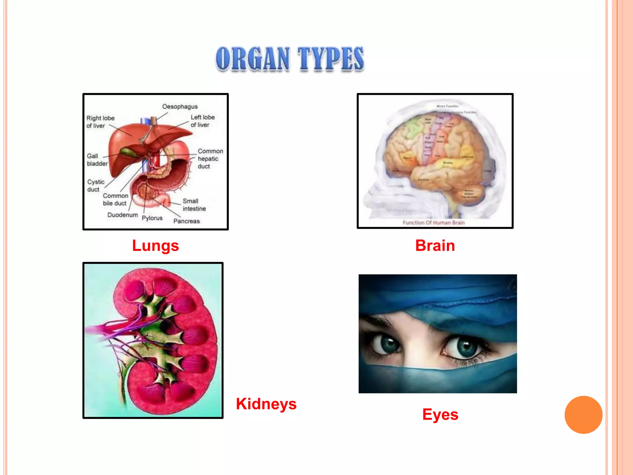 Brain
Eyes
Lungs
Kidneys
 