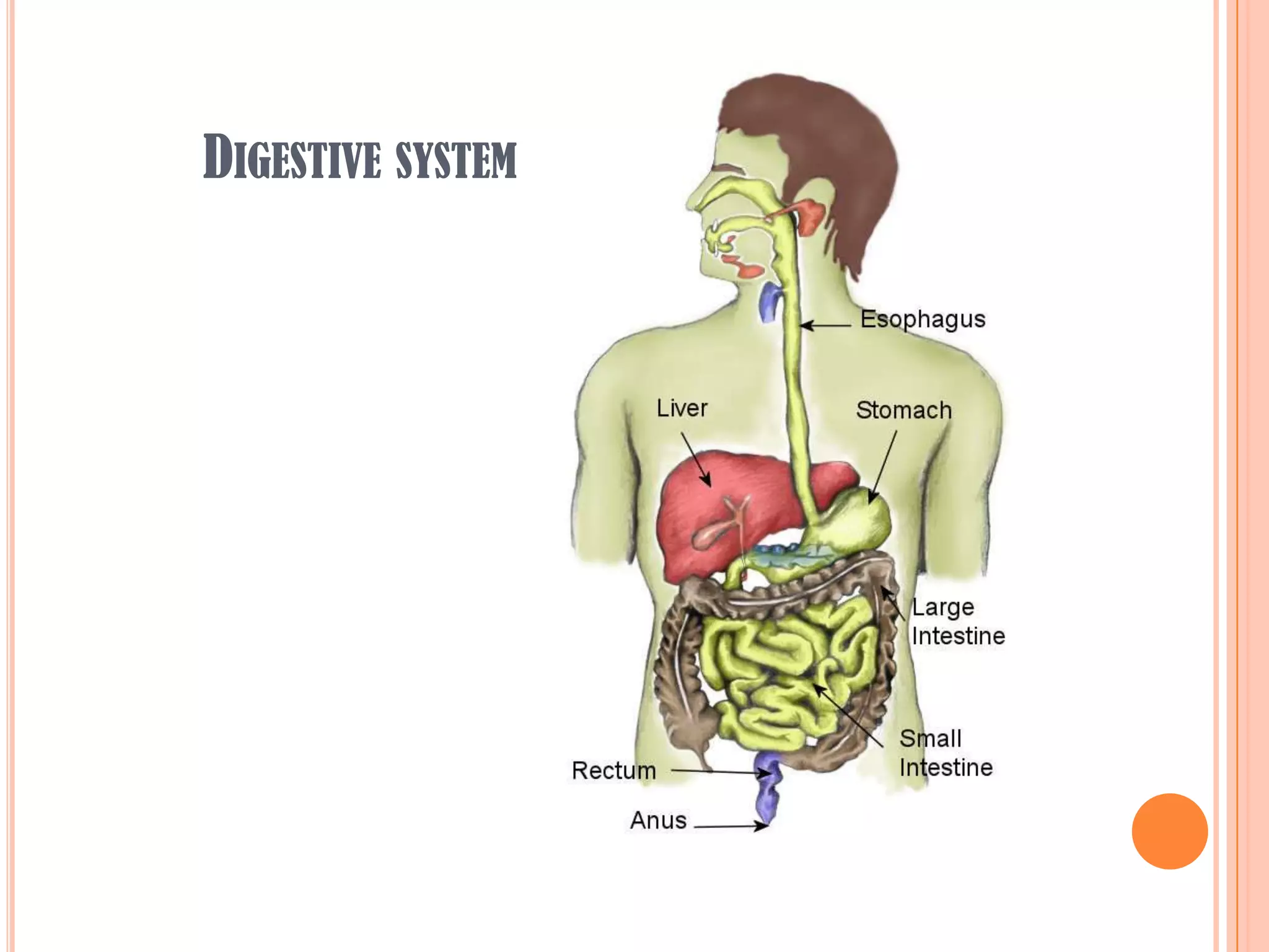DIGESTIVE SYSTEM
 
