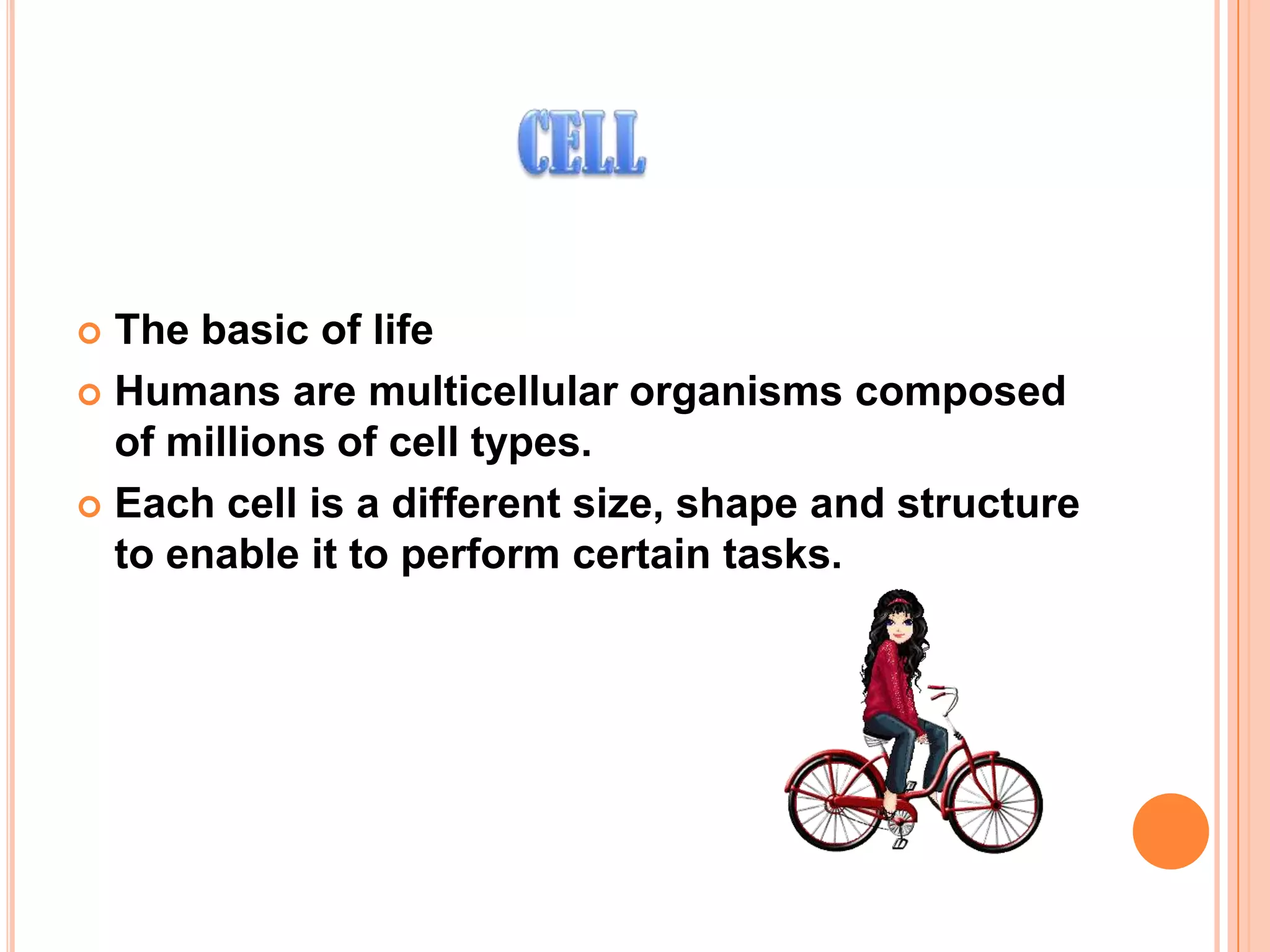  The basic of life
 Humans are multicellular organisms composed
of millions of cell types.
 Each cell is a different size, shape and structure
to enable it to perform certain tasks.
 