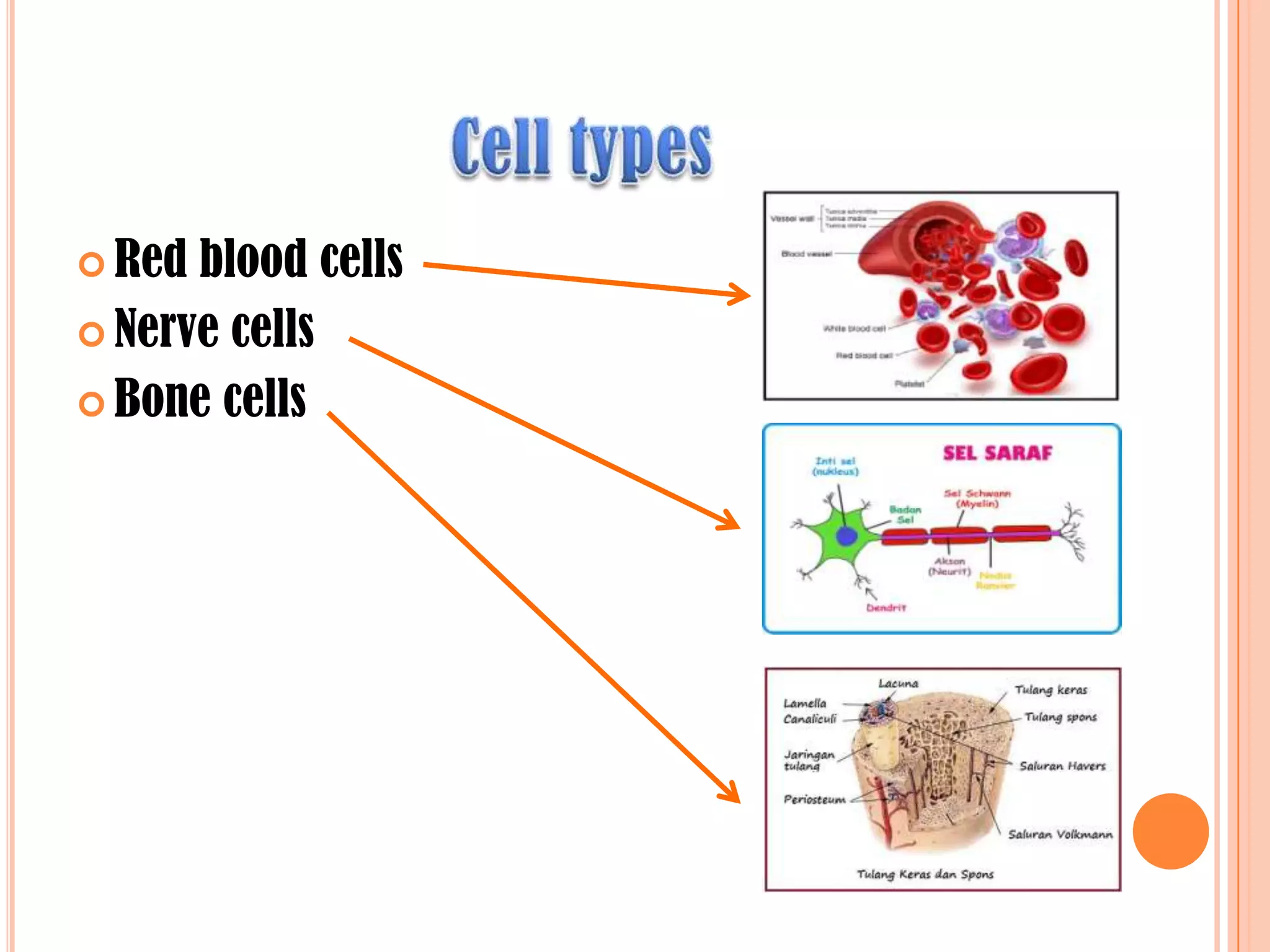  Red blood cells
 Nerve cells
 Bone cells
 