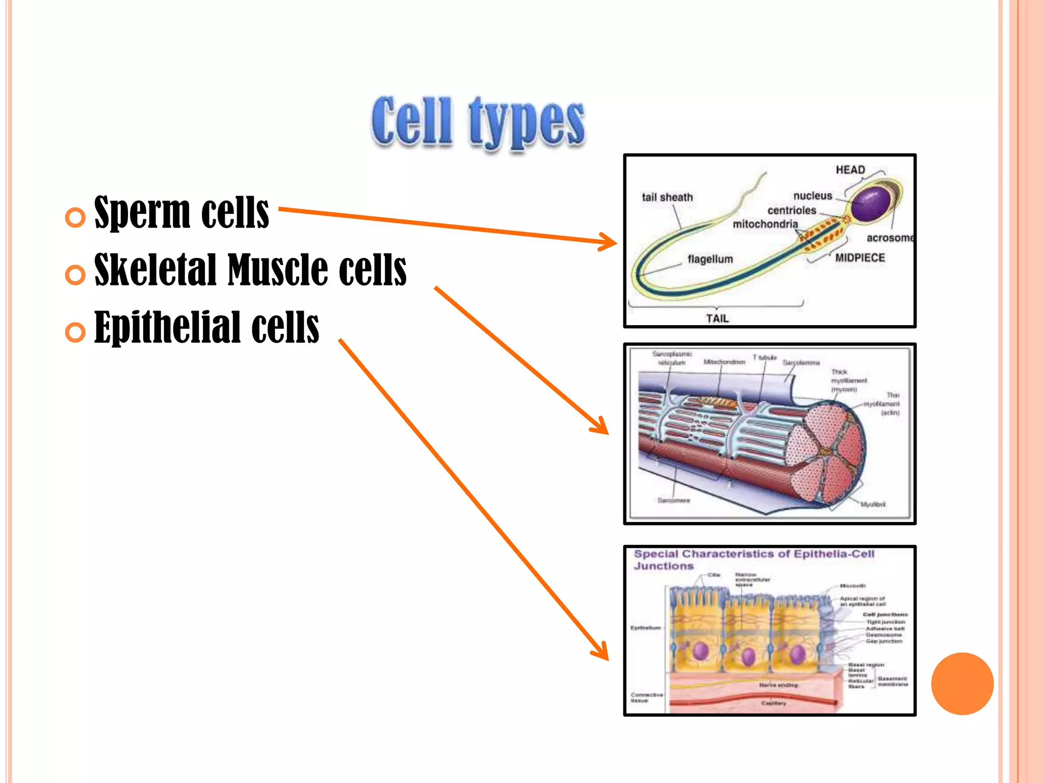  Sperm cells
 Skeletal Muscle cells
 Epithelial cells
 