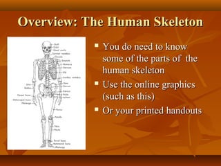 Overview: The Human Skeleton






You do need to know
some of the parts of the
human skeleton
Use the online graphics
(such as this)
Or your printed handouts

 