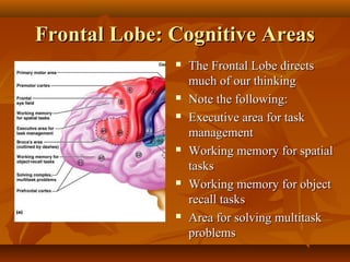Frontal Lobe: Cognitive Areas











The Frontal Lobe directs
much of our thinking
Note the following:
Executive area for task
management
Working memory for spatial
tasks
Working memory for object
recall tasks
Area for solving multitask
problems

 