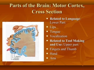 Parts of the Brain: Motor Cortex,
Cross Section











Related to Language:
Lower Part:
Lips
Tongue
Vocalization
Related to Tool Making
and Use: Upper part:
Fingers and Thumb
Hand
Arm

 
