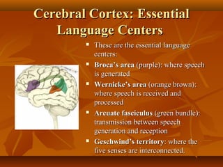 Cerebral Cortex: Essential
Language Centers










These are the essential language
centers:
Broca’s area (purple): where speech
is generated
Wernicke’s area (orange brown):
where speech is received and
processed
Arcuate fasciculus (green bundle):
transmission between speech
generation and reception
Geschwind’s territory: where the
five senses are interconnected.

 