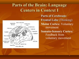 Parts of the Brain: Language
Centers in Context I
Parts of Cerebrum:
Frontal Lobe (Thinking)
Motor Cortex: Voluntary
movement
Somato-Sensory Cortex:
Feedback from
voluntary movement

 