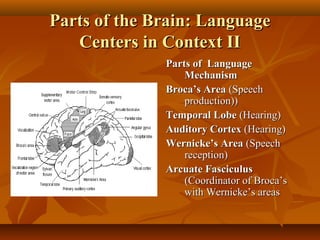 Parts of the Brain: Language
Centers in Context II
Parts of Language
Mechanism
Broca’s Area (Speech
production))
Temporal Lobe (Hearing)
Auditory Cortex (Hearing)
Wernicke’s Area (Speech
reception)
Arcuate Fasciculus
(Coordinator of Broca’s
with Wernicke’s areas

 